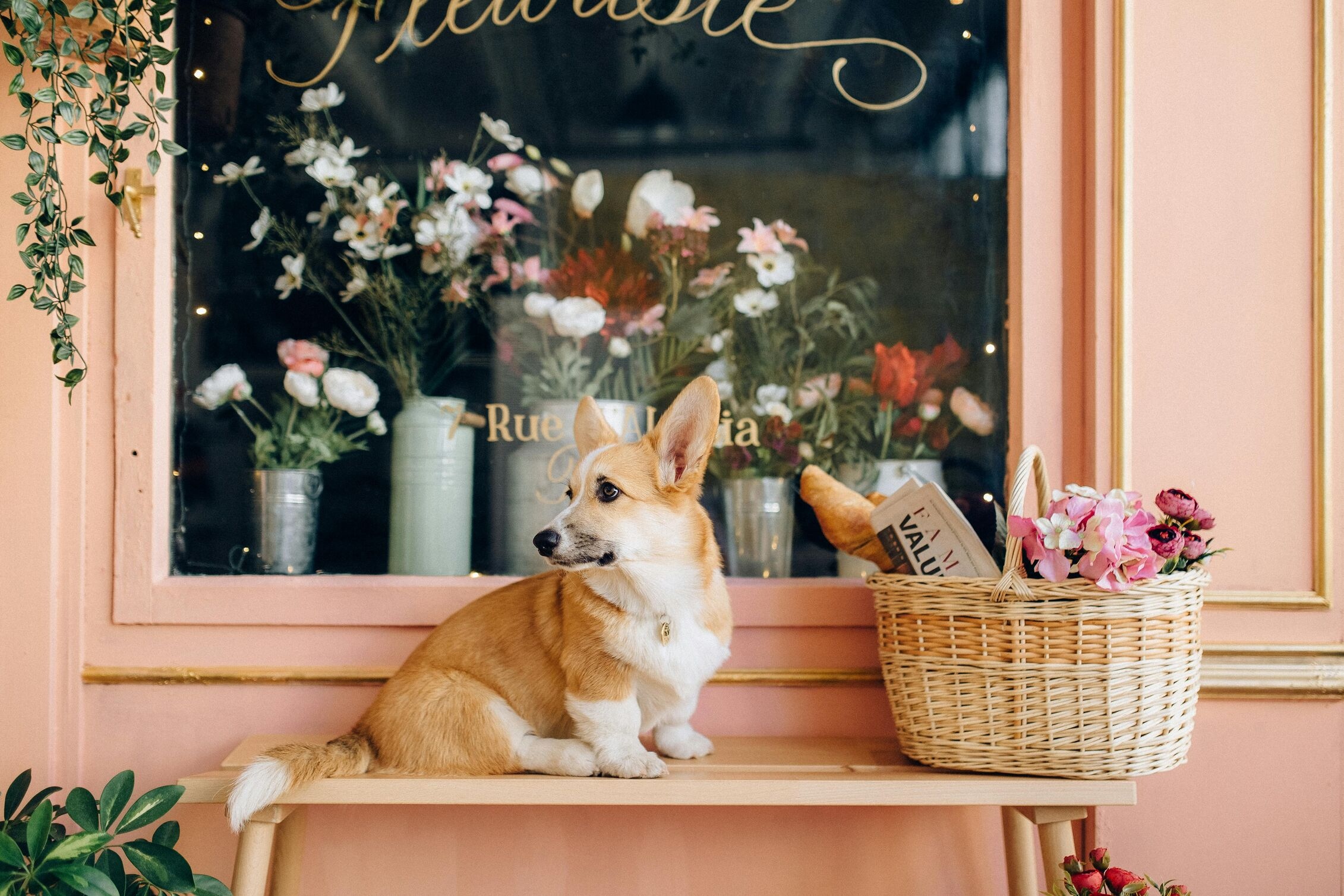 Image for Dog Days of Summer: Pet-Friendly Nyack Adventures