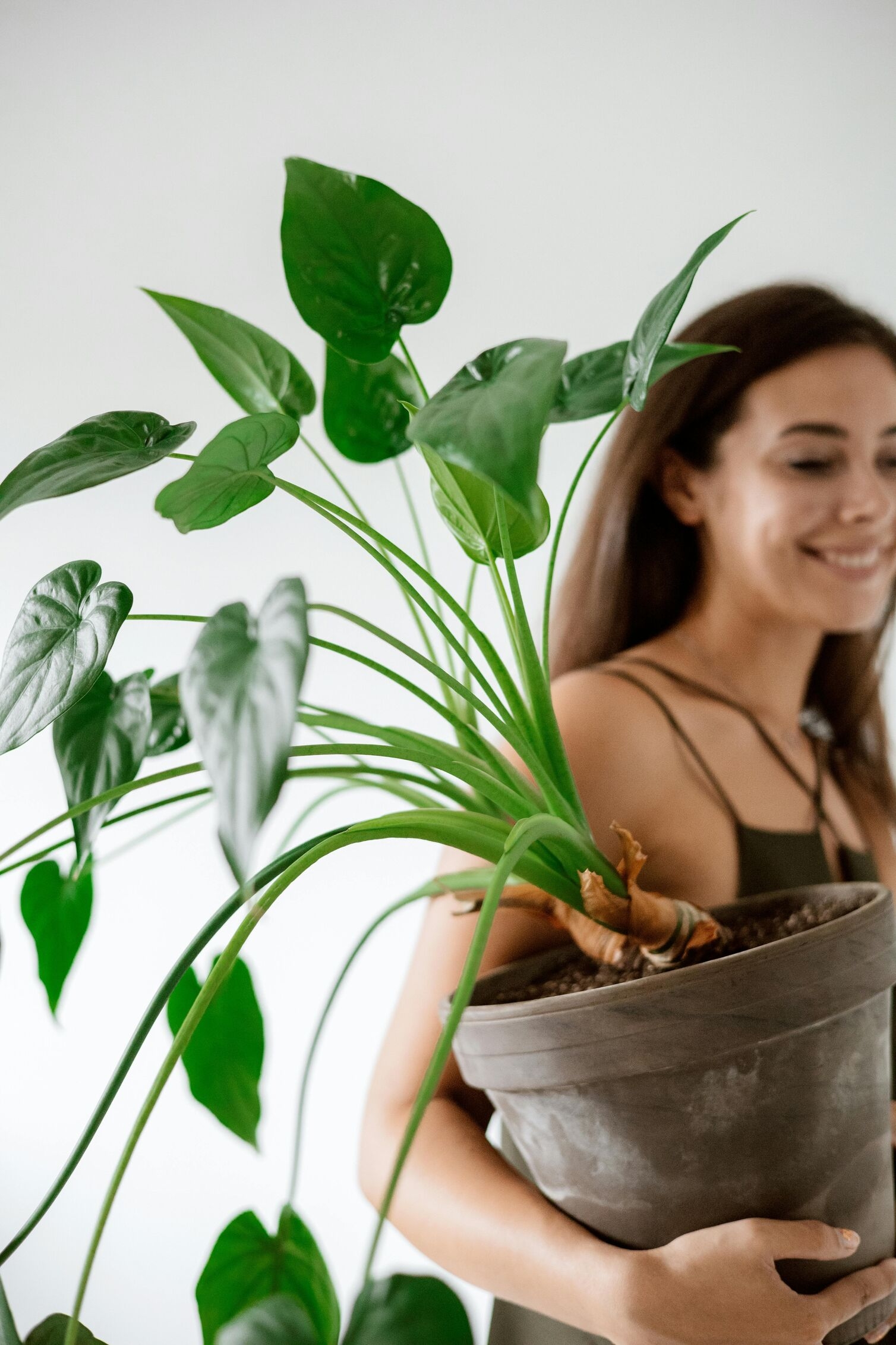 Image for Apartment-Friendly Indoor Gardening Tips