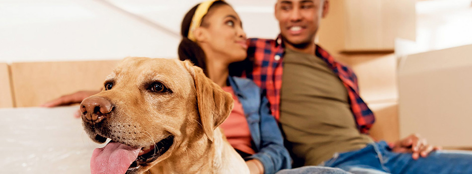 Tips for Moving with Pets Cover Photo