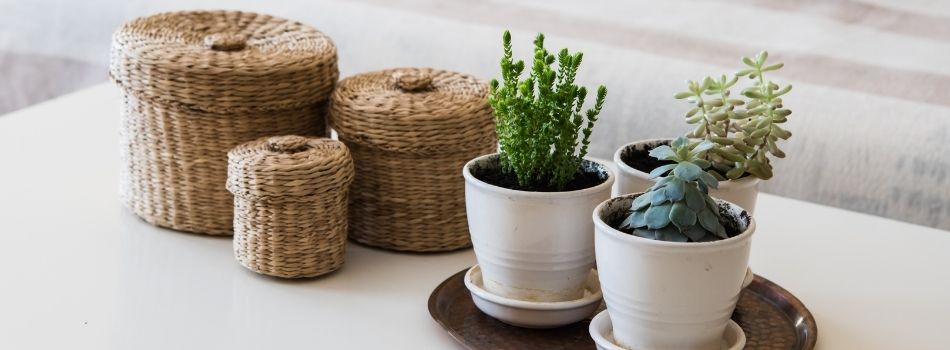 Houseplants and Decorative Pots