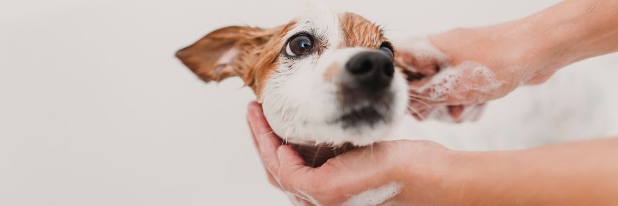 Pet-Friendly Is the Way to Be: Here Are Three Benefits of Being a Pet Owner  Cover Photo
