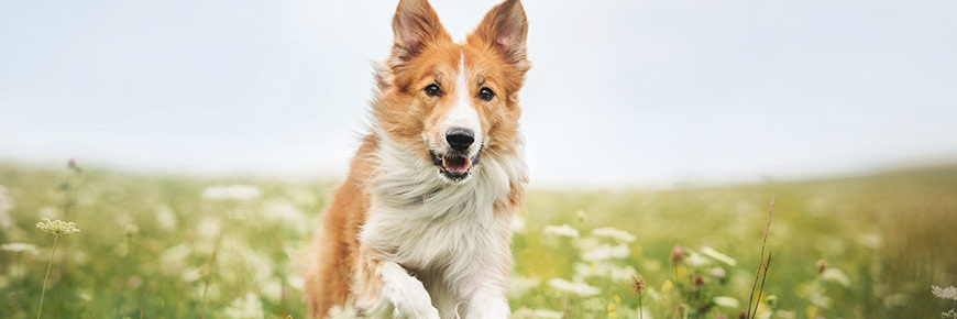 How Much Exercise Does Your Dog Need? These Tips Will Help You Figure It Out  Cover Photo