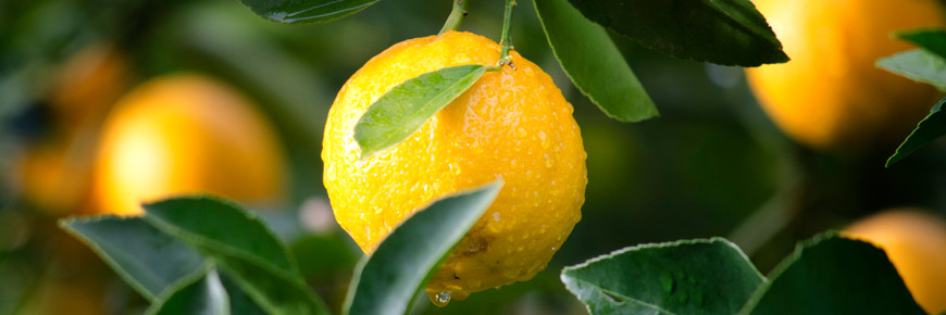 We Bet That You Did Not Know You Could Clean These Things With a Lemon! Cover Photo