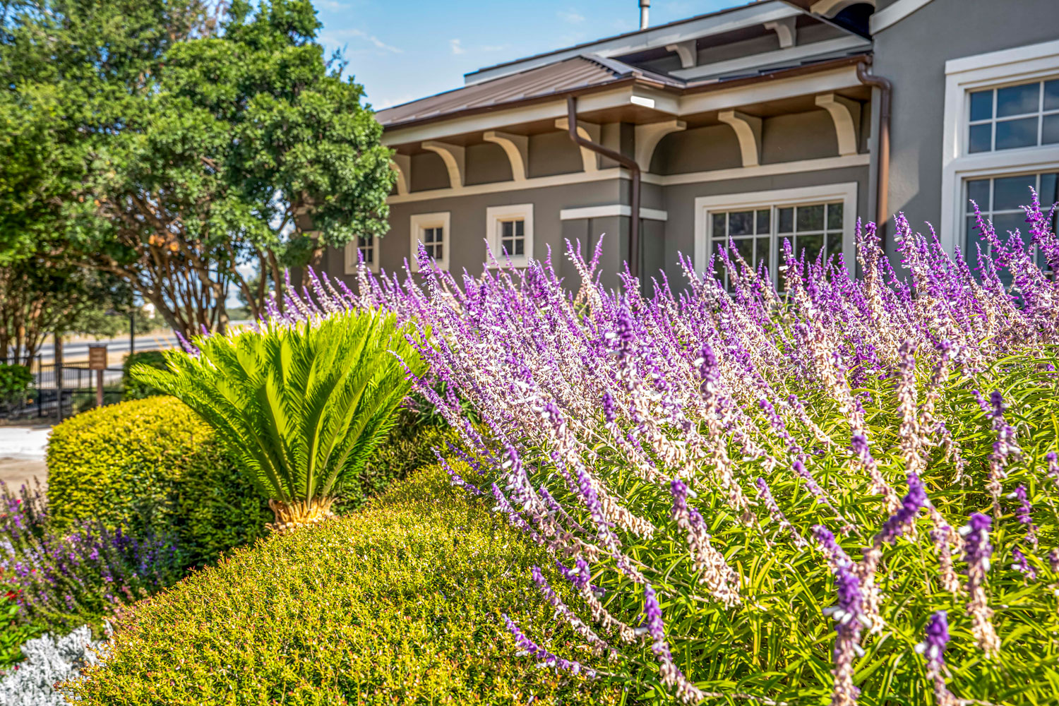 Close-up of vibrant purple Mexican sage blooms in front of a gray stucco apartment building on a sunny day