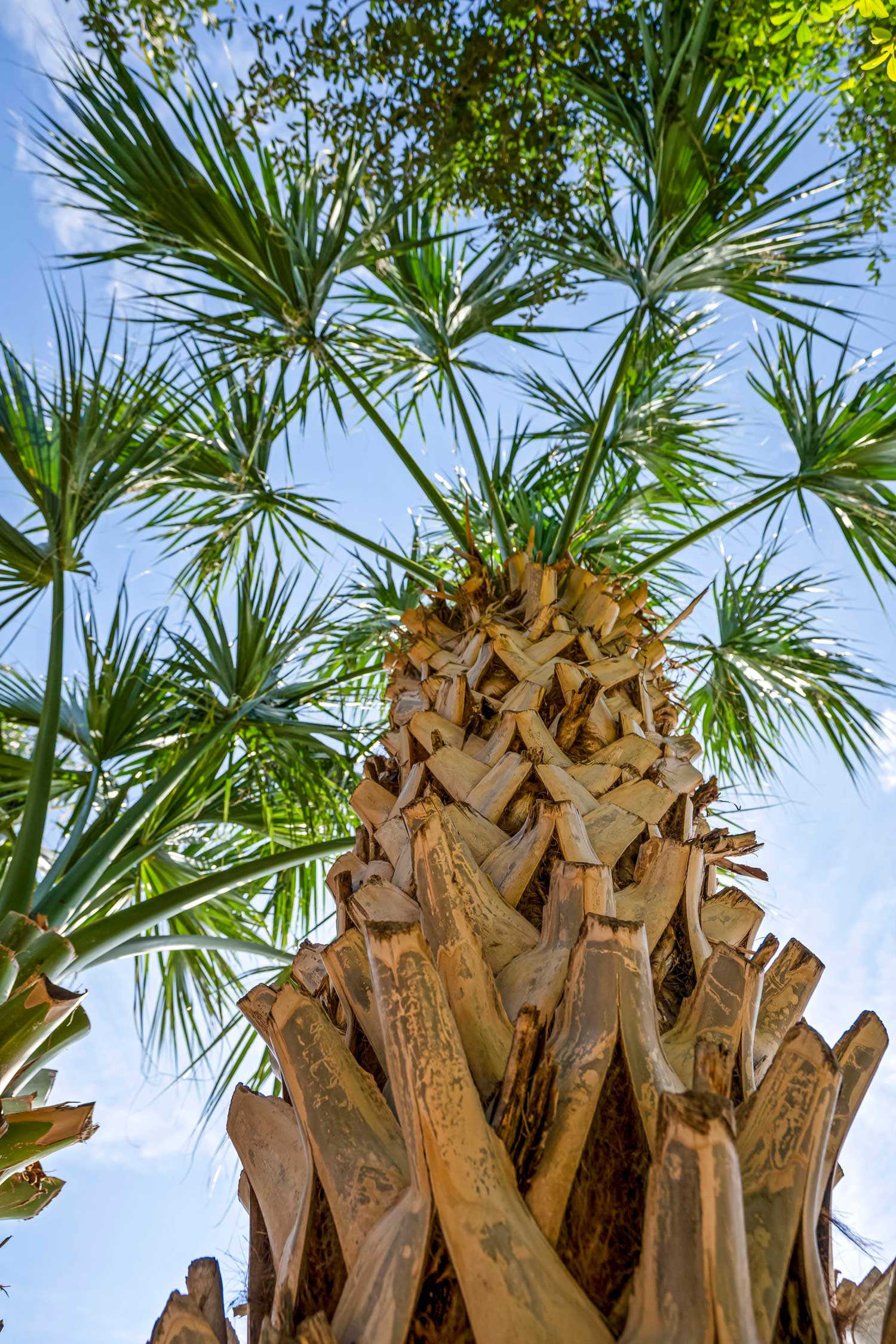 Upward close-up view of a tall fan palm tree trunk with spreading green fronds against a bright blue sky
