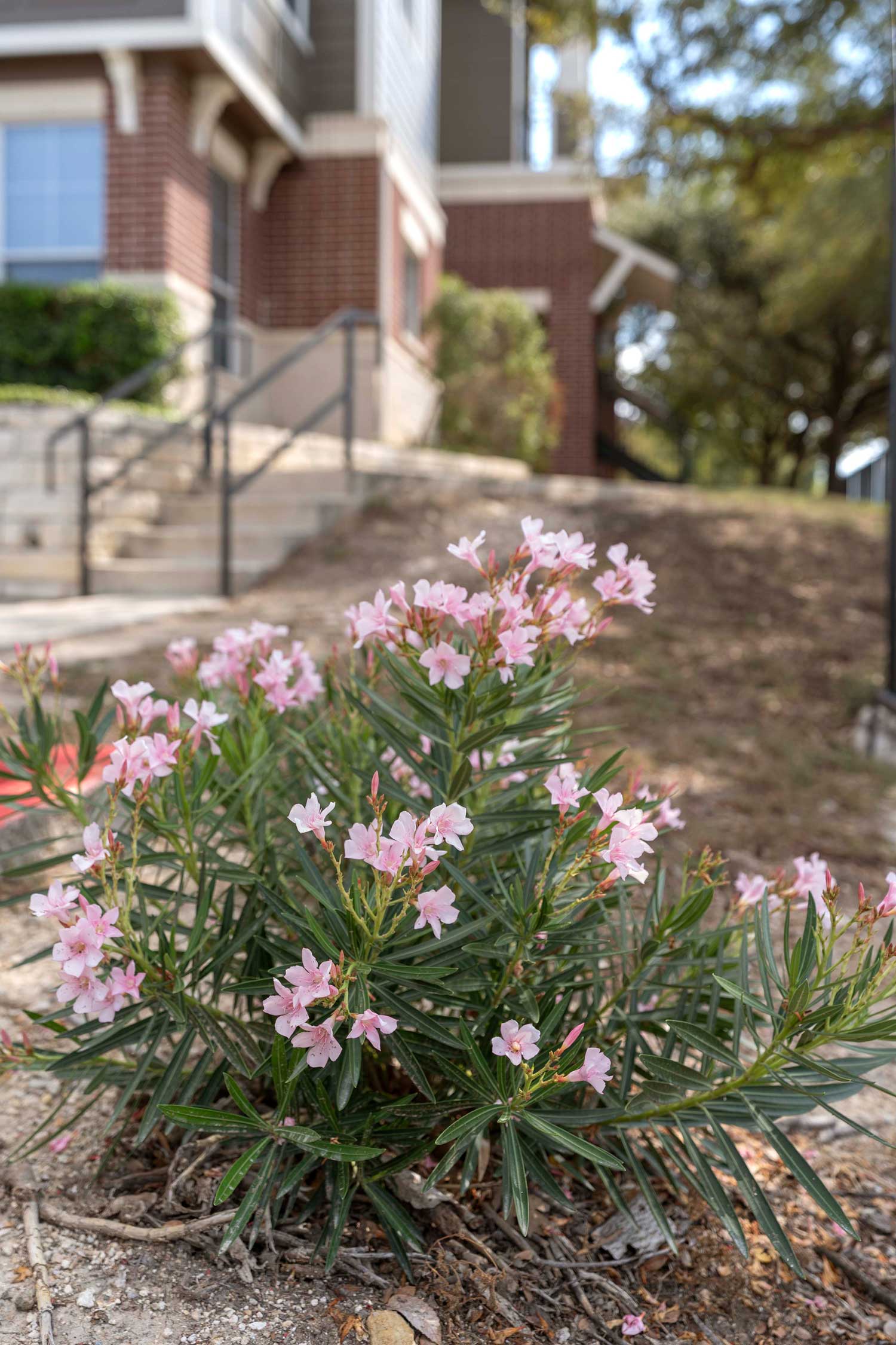 Pink flowering shrub in landscaped bed near apartment building entrance with brick exterior, steps, and leafy trees in the background