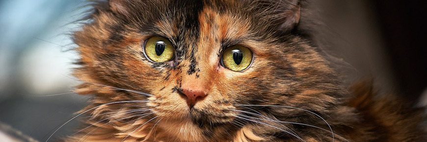 This Event Will Be Puuur-Fect for the Cat Lover in Your Life Cover Photo