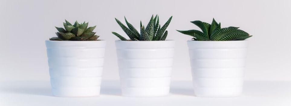 Here Are Some Indoor Plants That Require Little Light and a Low Amount of Effort Cover Photo