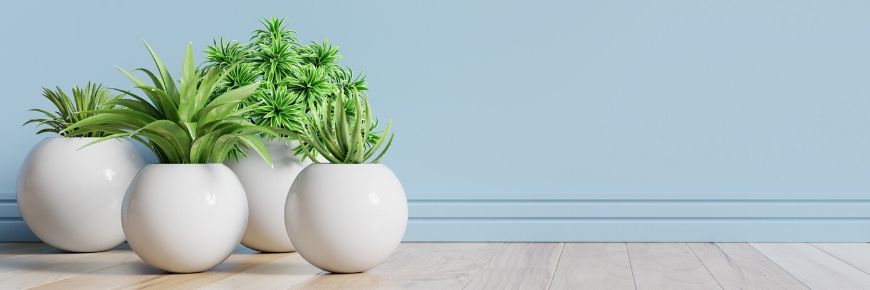 We All Love House Plants! Here Is How to Manage Keeping Them in Your Bathroom, Too Cover Photo