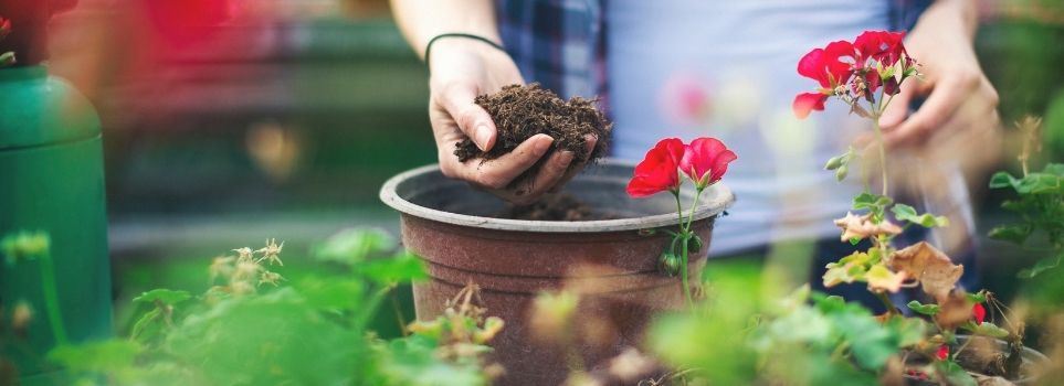 Take the Next Step as a Plant Parent and Make Your Own Potting Soil Cover Photo